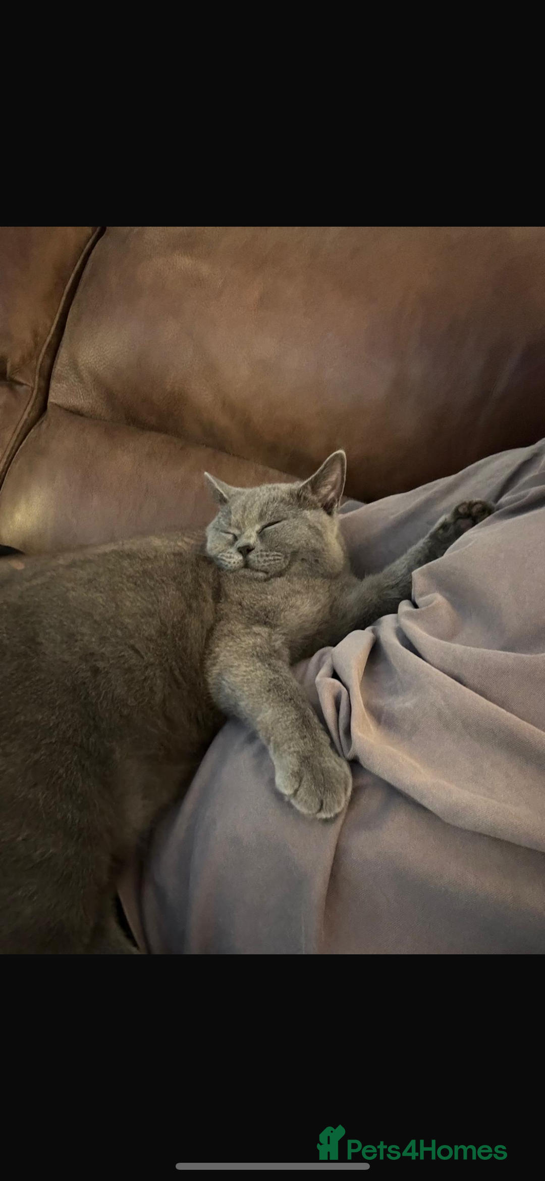 British Shorthair cats for sale: 2 year old female British short hair cat.   - Image 5
