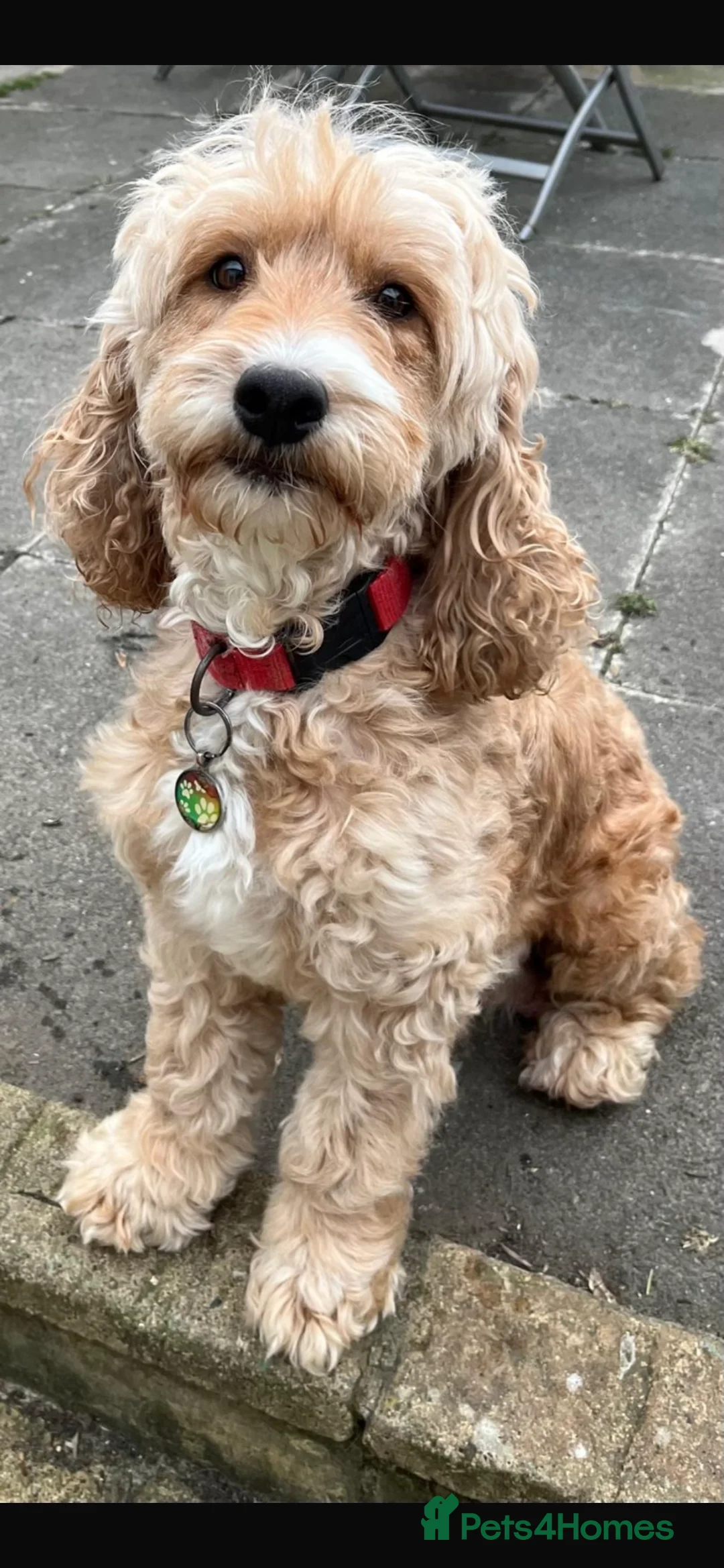 Cockapoo dogs for sale: Cockapoo puppies for sale - Advert 2