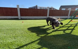 Mixed Breed dogs for sale: 1 Year Old Beddlington Whippet  - Image 6
