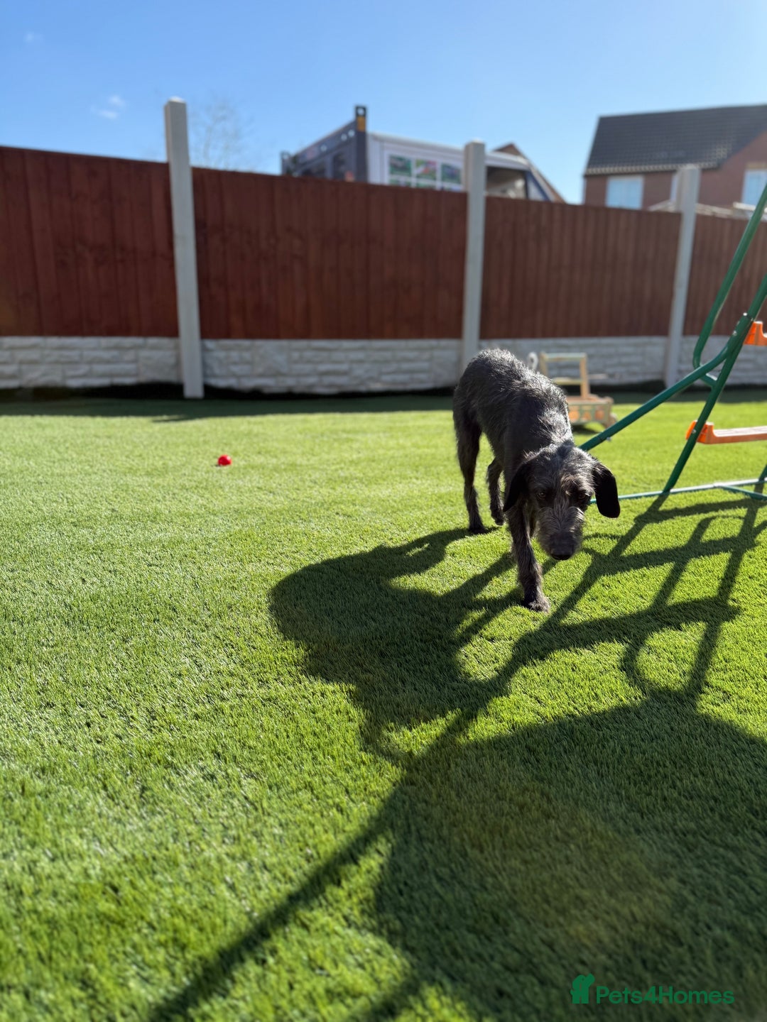 Mixed Breed dogs for sale: 1 Year Old Beddlington Whippet  - Image 6