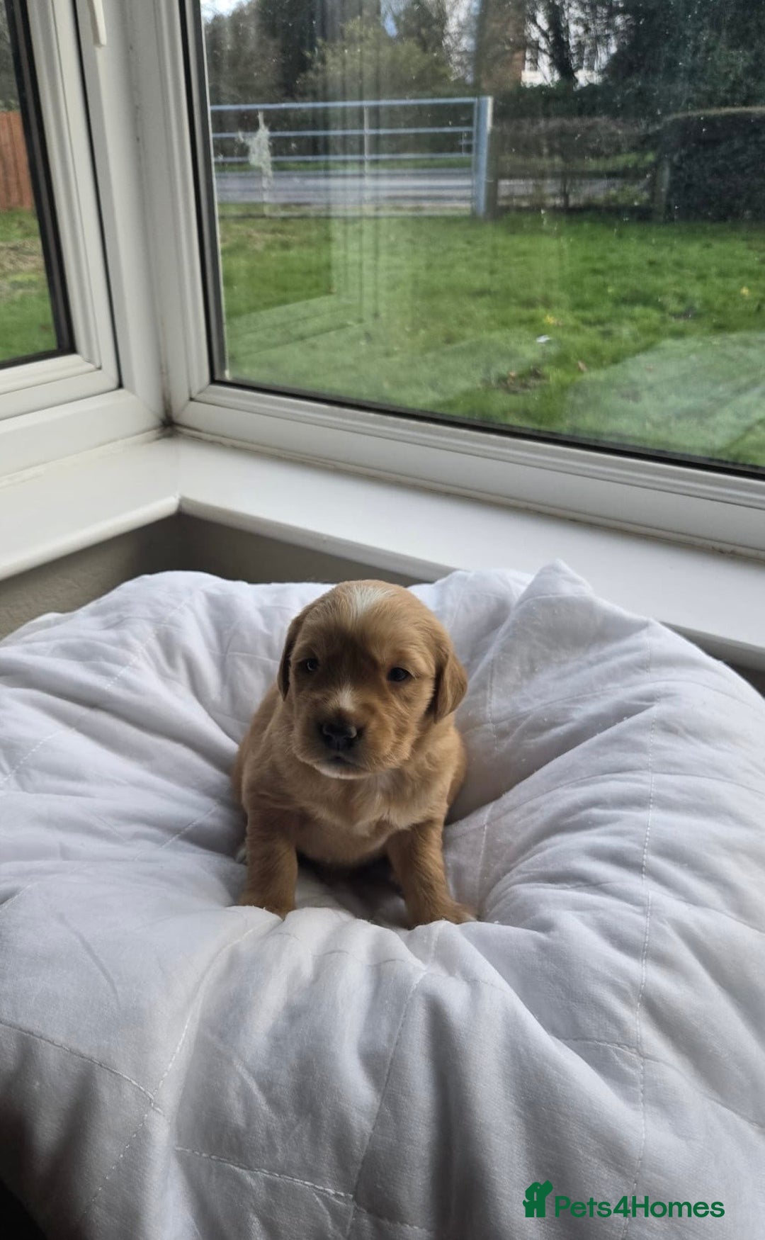 Golden Retriever dogs for sale: Licensed breeder! Genetically perfect sired pups  - Advert 11