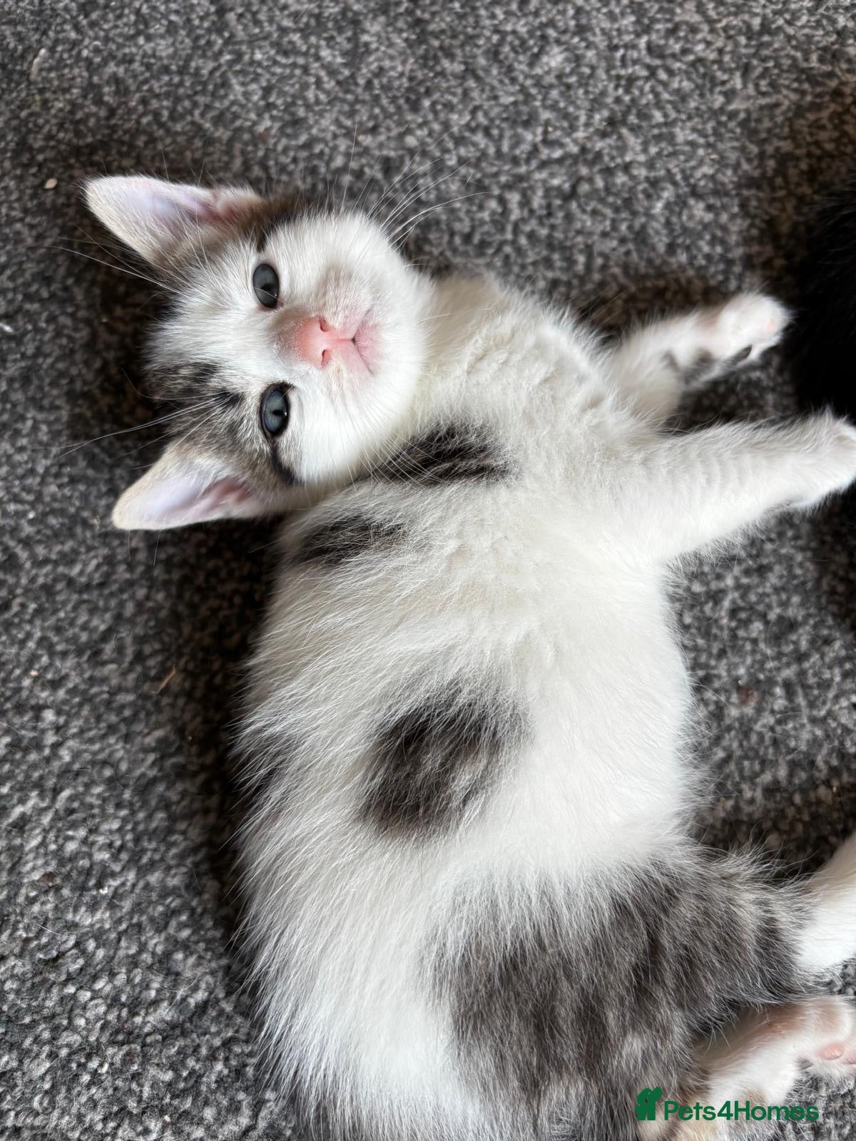 Mixed Breed cats 4 beautiful kittens, ready today, amazing mix  - Advert 1