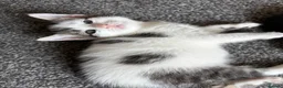 Mixed Breed cats for sale: 4 beautiful kittens, ready today, amazing mix  - Advert 1