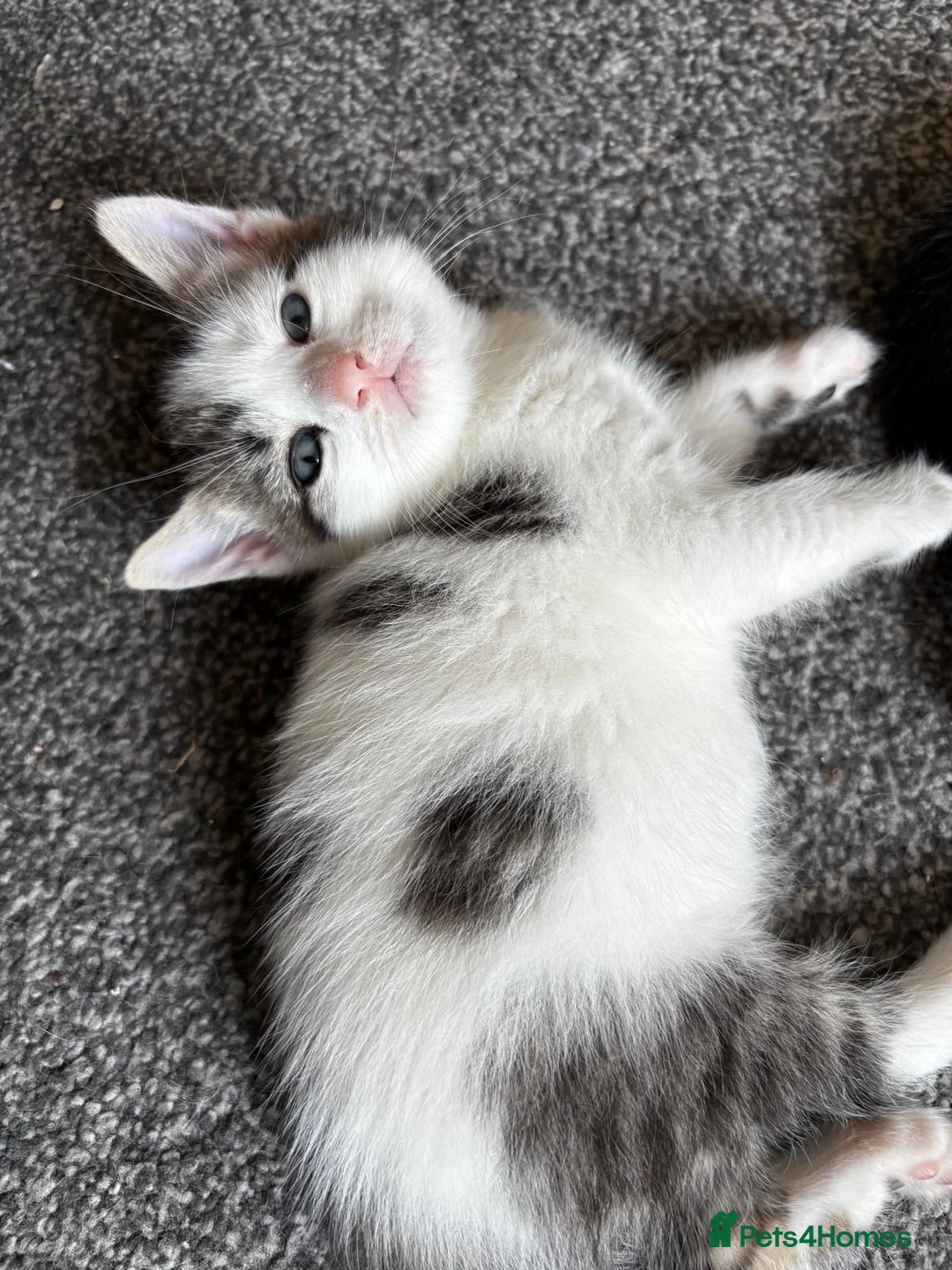 Mixed Breed cats for sale: 4 beautiful kittens, ready today, amazing mix  - Advert 1