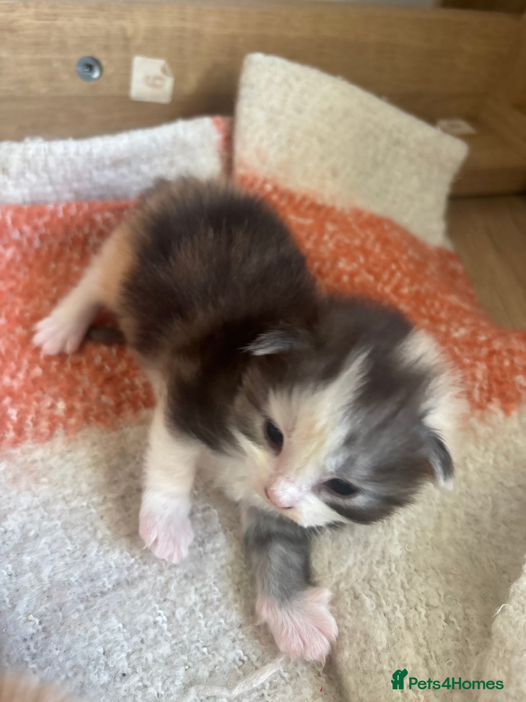 Maine Coon cats for sale: Maine coon kittens  - Advert 5