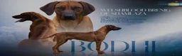 Rhodesian Ridgeback dogs for sale: Rhodesian ridgeback puppies in Wolverhampton - Advert 2