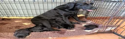 Labrador Retriever dogs for sale: Gorgeous KC Black Labrador pups for sale in Saltburn-by-the-Sea - Advert 5