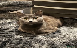 Mixed Breed cats for sale: 1 year old cat  in Norwich - Image 5