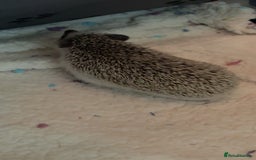 Pygmy Hedgehog rodents for sale: Pygmy Hedgehog’s For Sale  - Advert 4