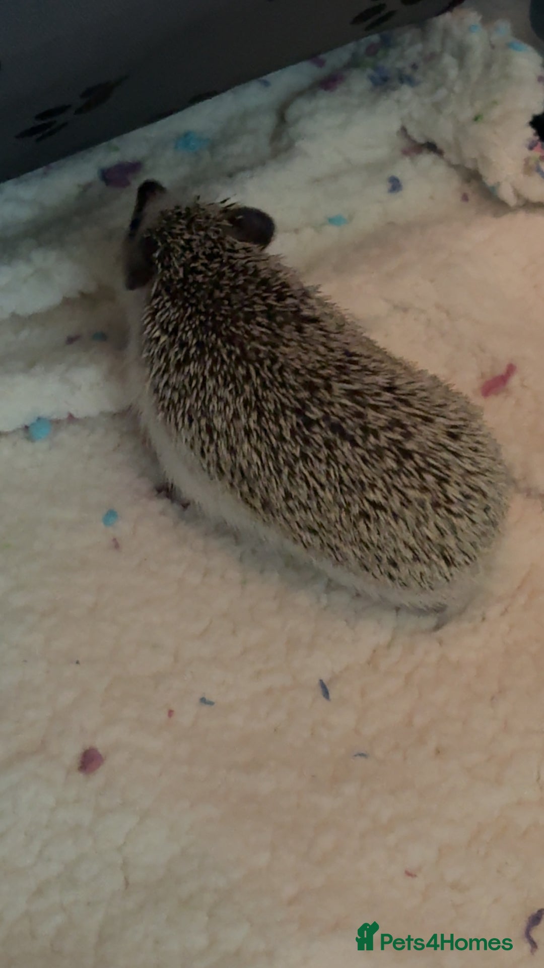 Pygmy Hedgehog rodents for sale: Pygmy Hedgehog’s For Sale  - Advert 4