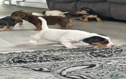 Mixed Breed dogs for sale: I have six beautiful jack dash for sale  - Image 15