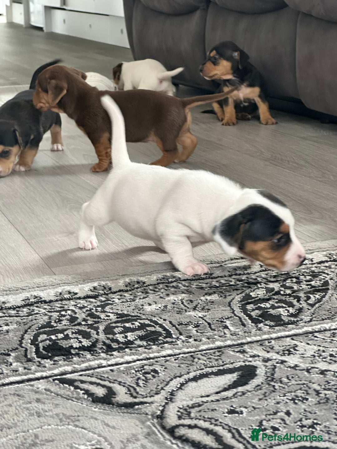 Mixed Breed dogs for sale: I have six beautiful jack dash for sale  - Image 15