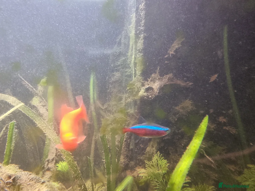 Cichlids fish for sale: Tropical fish - Advert 25