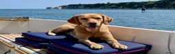Labrador Retriever dogs for sale: Fox Red Puppies fully health tested FTCH lines in Swanage - Advert 2