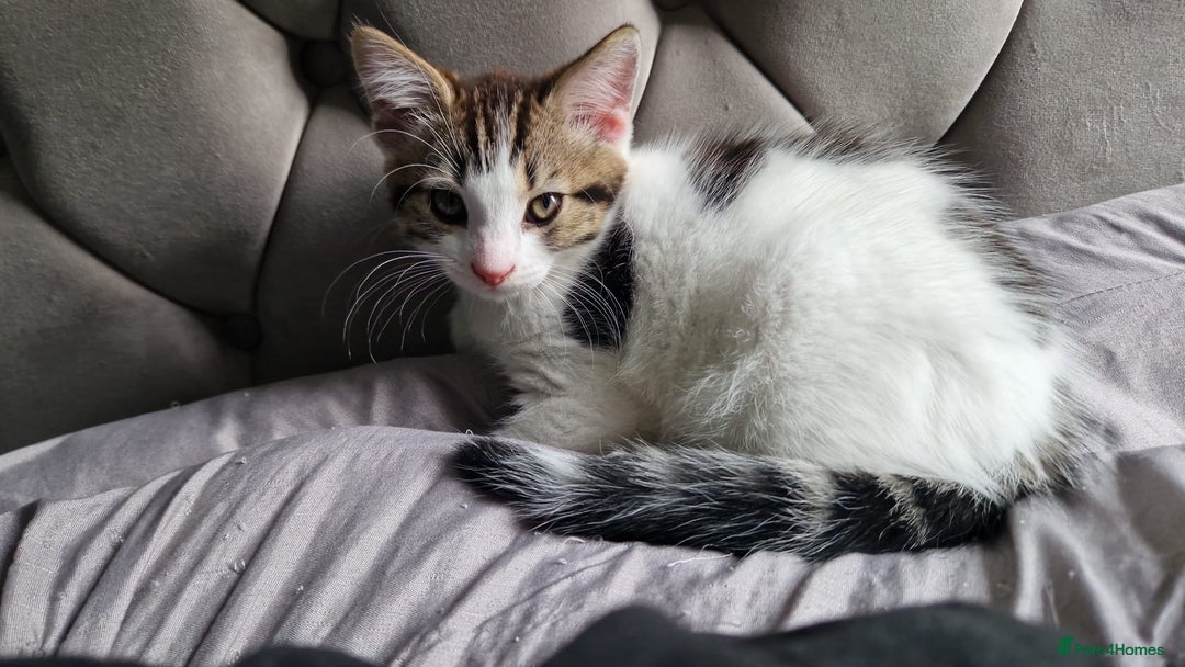 Bengal cats for sale: 🐾 Two Playful Tabby Male Kittens for Loving Homes - Image 5