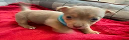 Jack Russell dogs for sale: Beautiful, miniature Much Wenlock Jack Ru - Advert 11