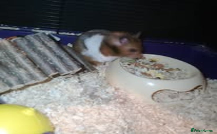 Hamster rodents - Advert 9