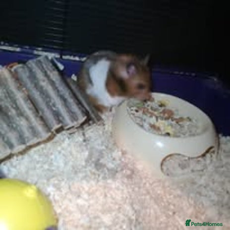 Hamster rodents - Advert 9