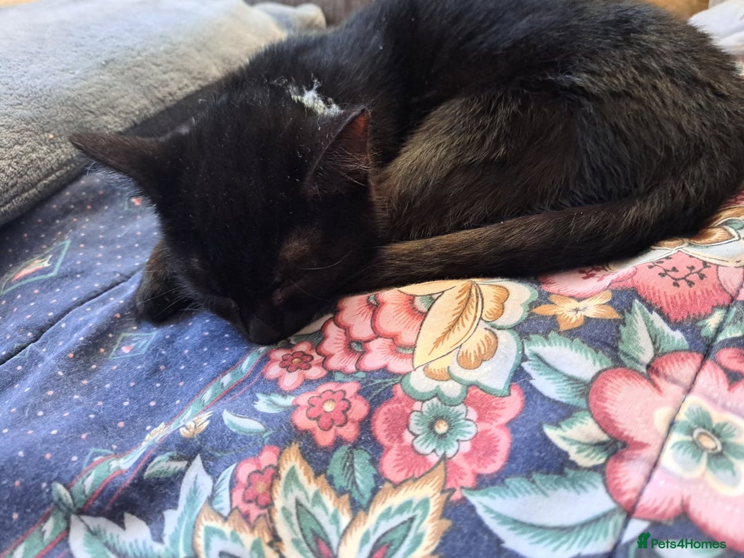 British Shorthair cats for sale: Male kitten - Advert 3