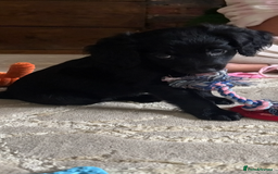 Mixed Breed dogs for sale:  Cockerainan   - Image 2