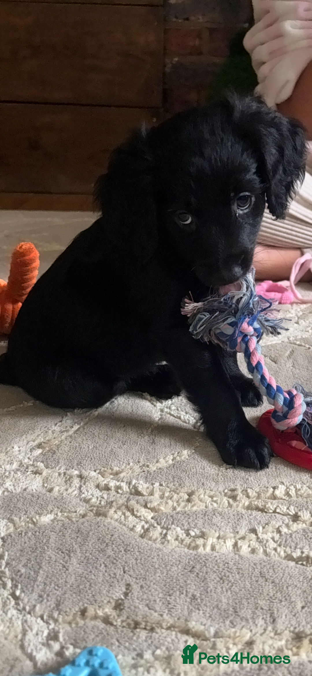 Mixed Breed dogs for sale:  Cockerainan   - Image 2