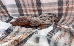 Miniature Dachshund dogs for sale: 5⭐️BREEDERS🏆KCREG🌸6GIRL💙1BOY🩺HEALTH TESTED🧬 - Image 8