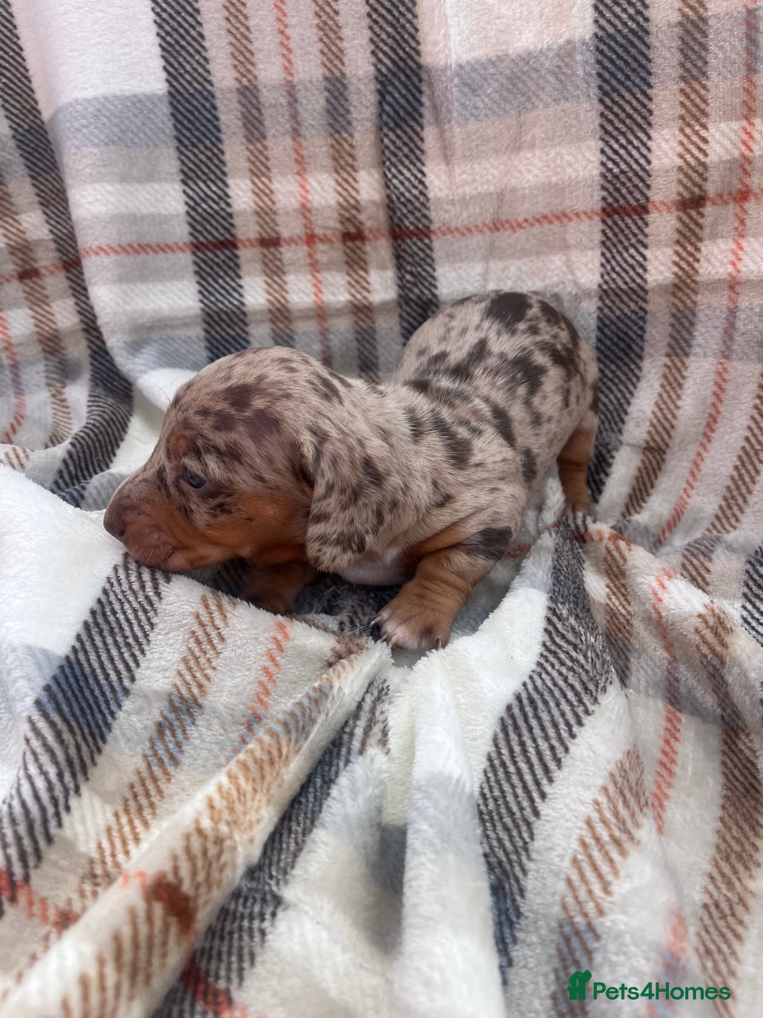 Miniature Dachshund dogs for sale: 5⭐️BREEDERS🏆KCREG🌸6GIRL💙1BOY🩺HEALTH TESTED🧬 - Image 8