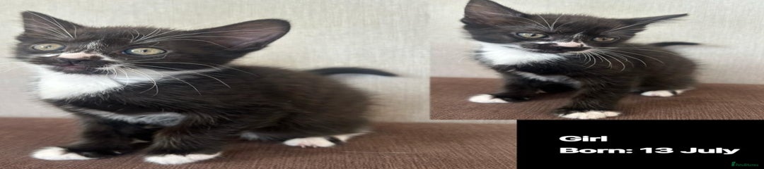 Domestic Shorthair Kitten 9