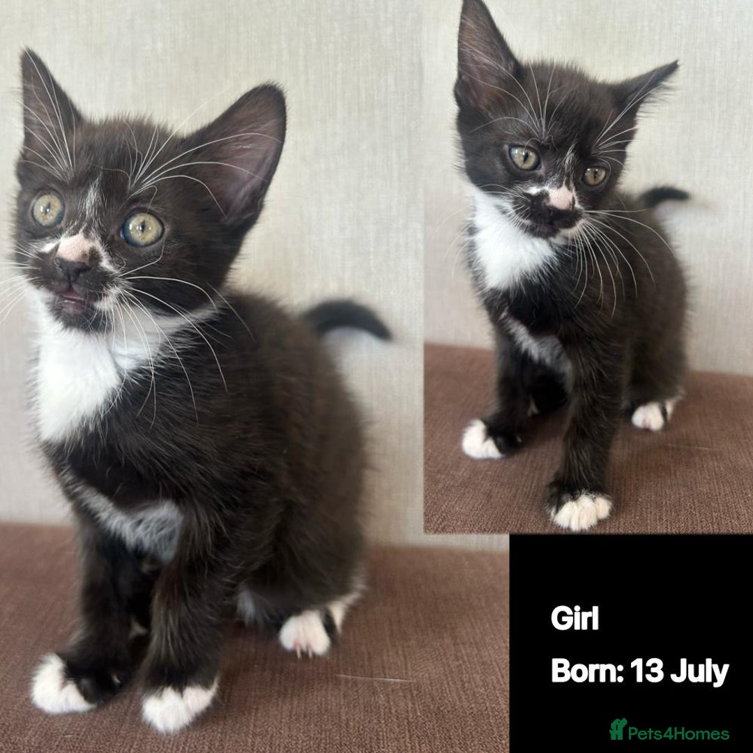 Domestic Shorthair cats for sale: Kittens - Image 8