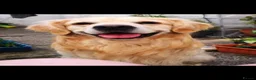 Golden Retriever dogs for stud: Golden retriever stud proven  - Advert 19