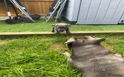Staffordshire Bull Terrier dogs for sale: KC registered Blue Staffordshire bull terrier’s  in Colchester - Image 17