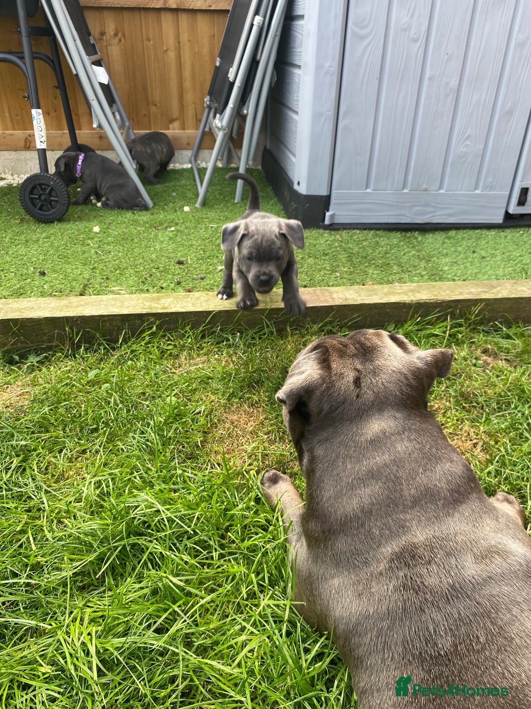 Staffordshire Bull Terrier dogs for sale: KC registered Blue Staffordshire bull terrier’s  in Colchester - Image 17