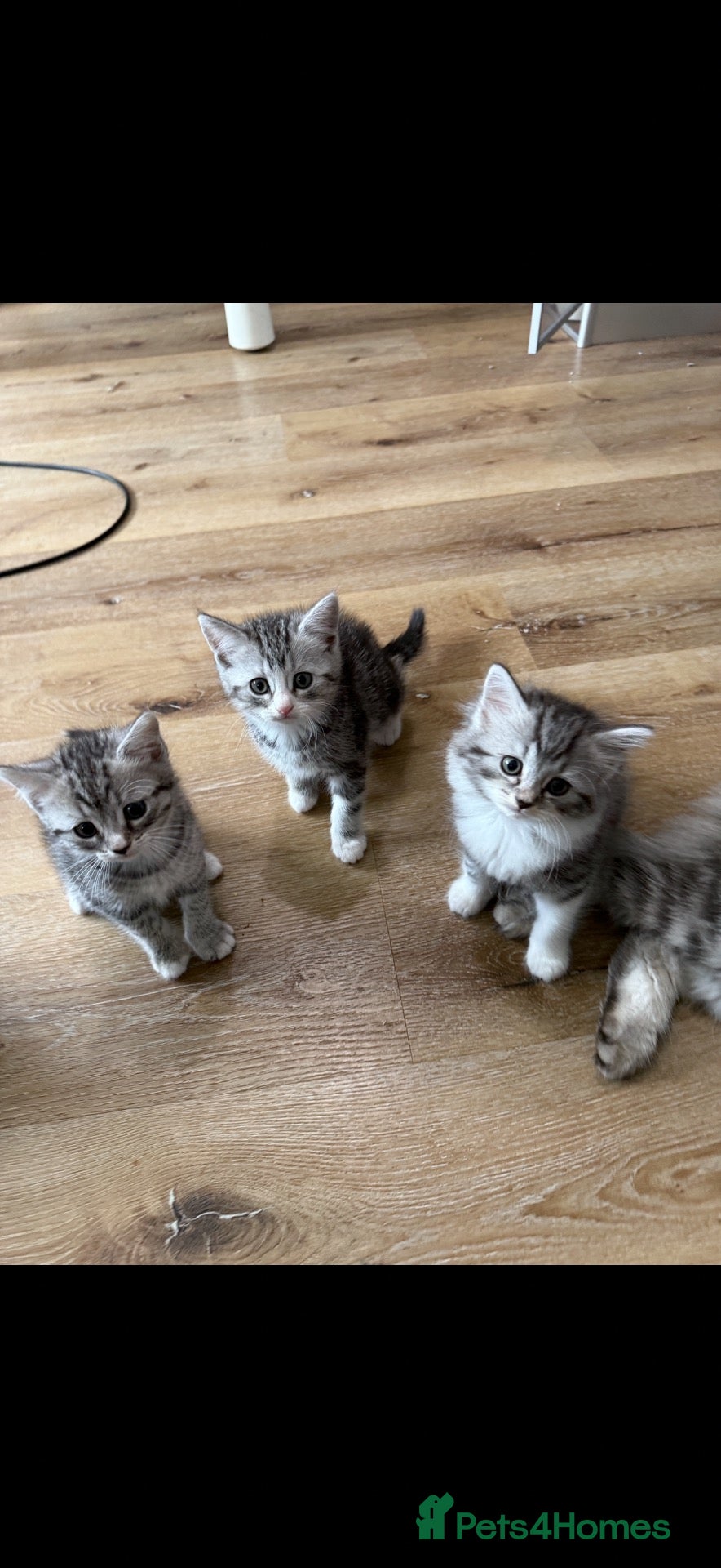 Persian cats Persian silver kittens 🩷 4 left ready to go! - Advert 2