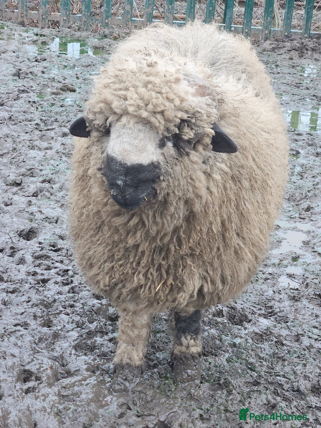 Sheep livestock for sale: Wether blacknose sheep - Advert 4