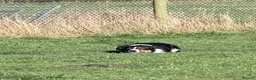 Border Collie dogs for sale: Louie is looking for his forever home  - Advert 7