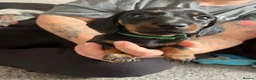 Miniature Dachshund dogs for sale: Long haired miniature daschunds - Advert 5