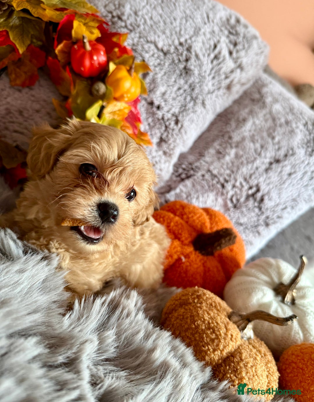 Maltipoo dogs for sale: F1 Beautiful Maltipool Puppies - Advert 20