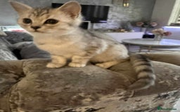 Persian cats for sale: Persian kittens  - Image 5