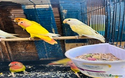 Lovebirds birds for sale: Lutino/pied peach face lovebirds for sale  - Image 7