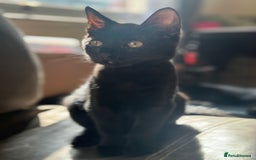 British Shorthair cats for sale: MALE BALCK KITTENS   - Image 1