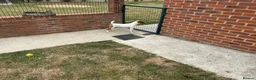 Jack Russell dogs for sale: 9 month old Jack Russell Dog for Sale  - Advert 7
