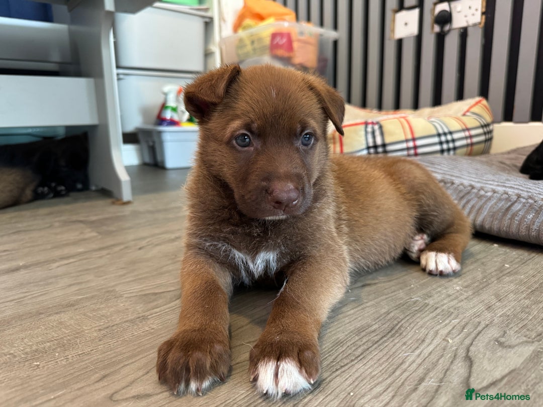 German Shepherd dogs for sale: German shepherd puppies  - Image 9