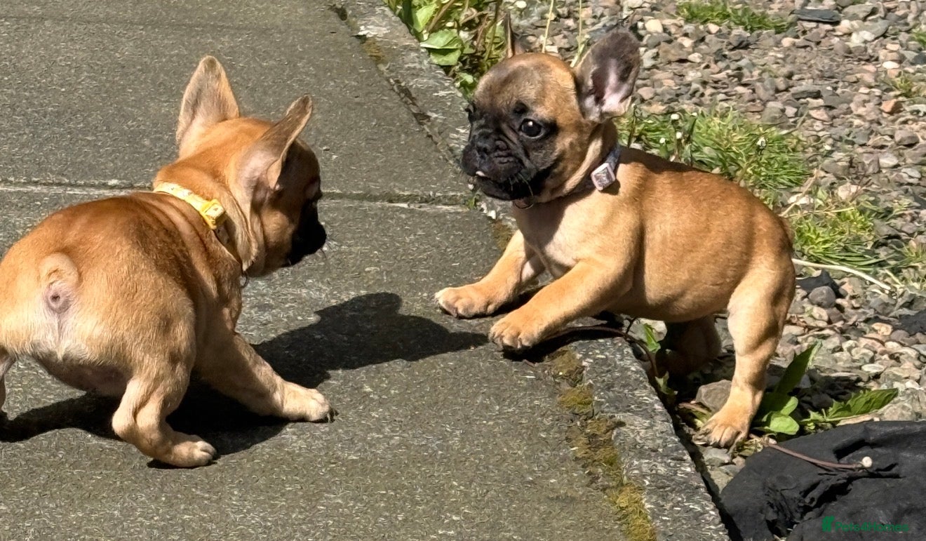 French Bulldog dogs Standard French bulldog puppies  - Advert 12