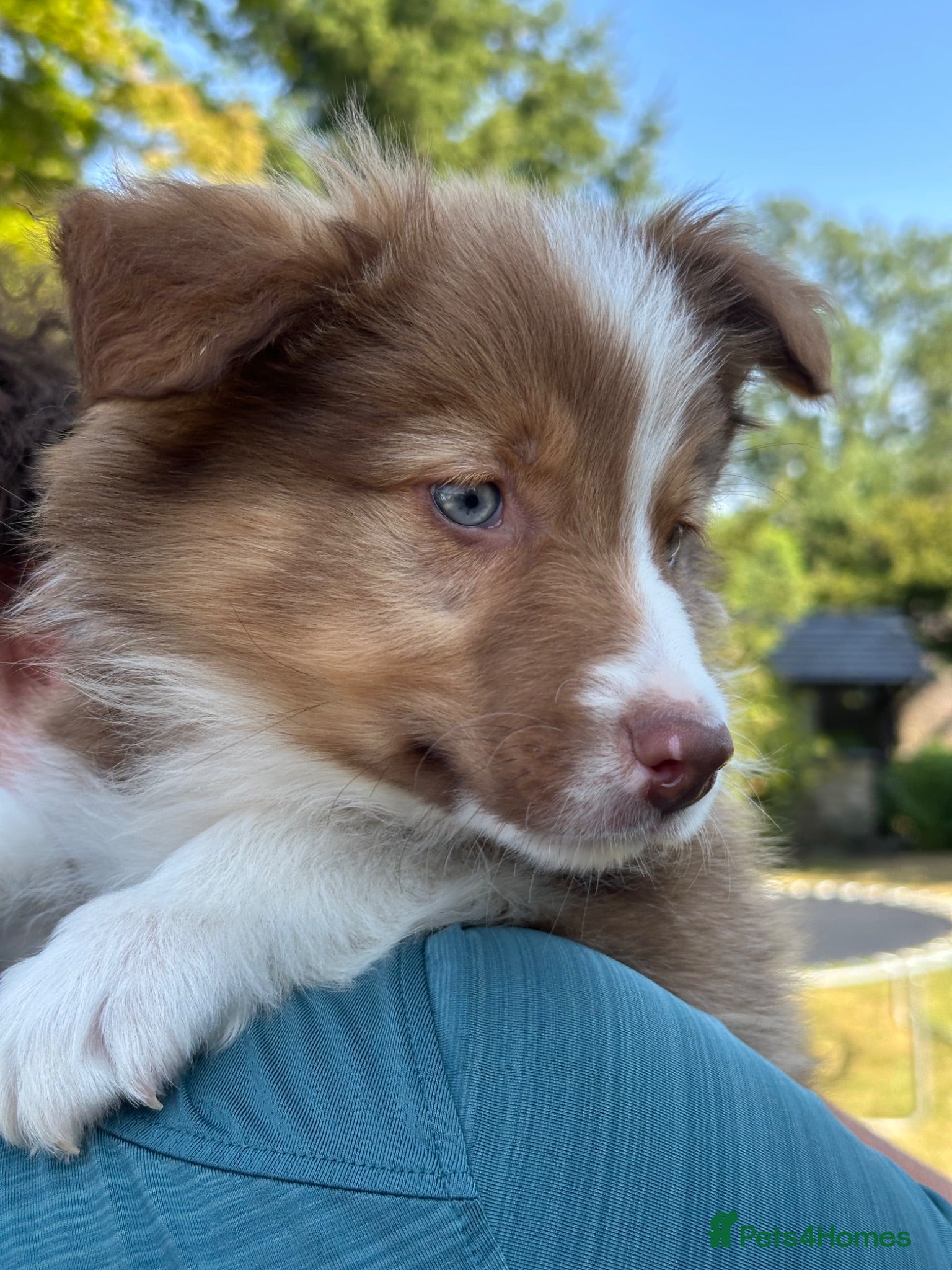 Border Collie dogs Stunning border collie pups  - Advert 1