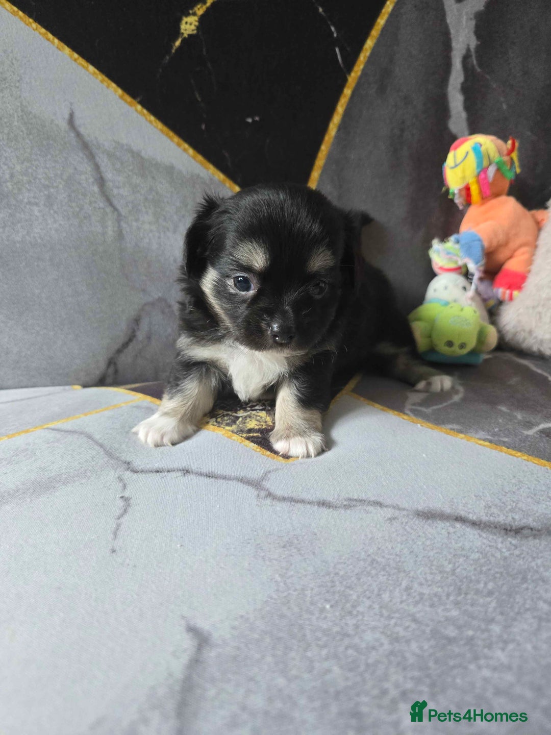 Chihuahua dogs for sale: 3 Adorable little princes chihuahua puppies - Image 30