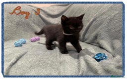 British Shorthair cats for sale: British shorthair kittens - Advert 10