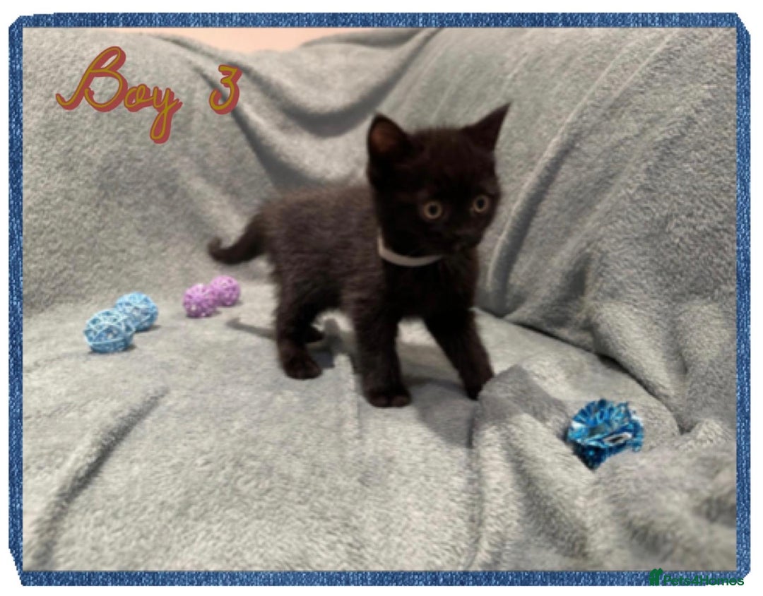 British Shorthair cats for sale: British shorthair kittens - Advert 10