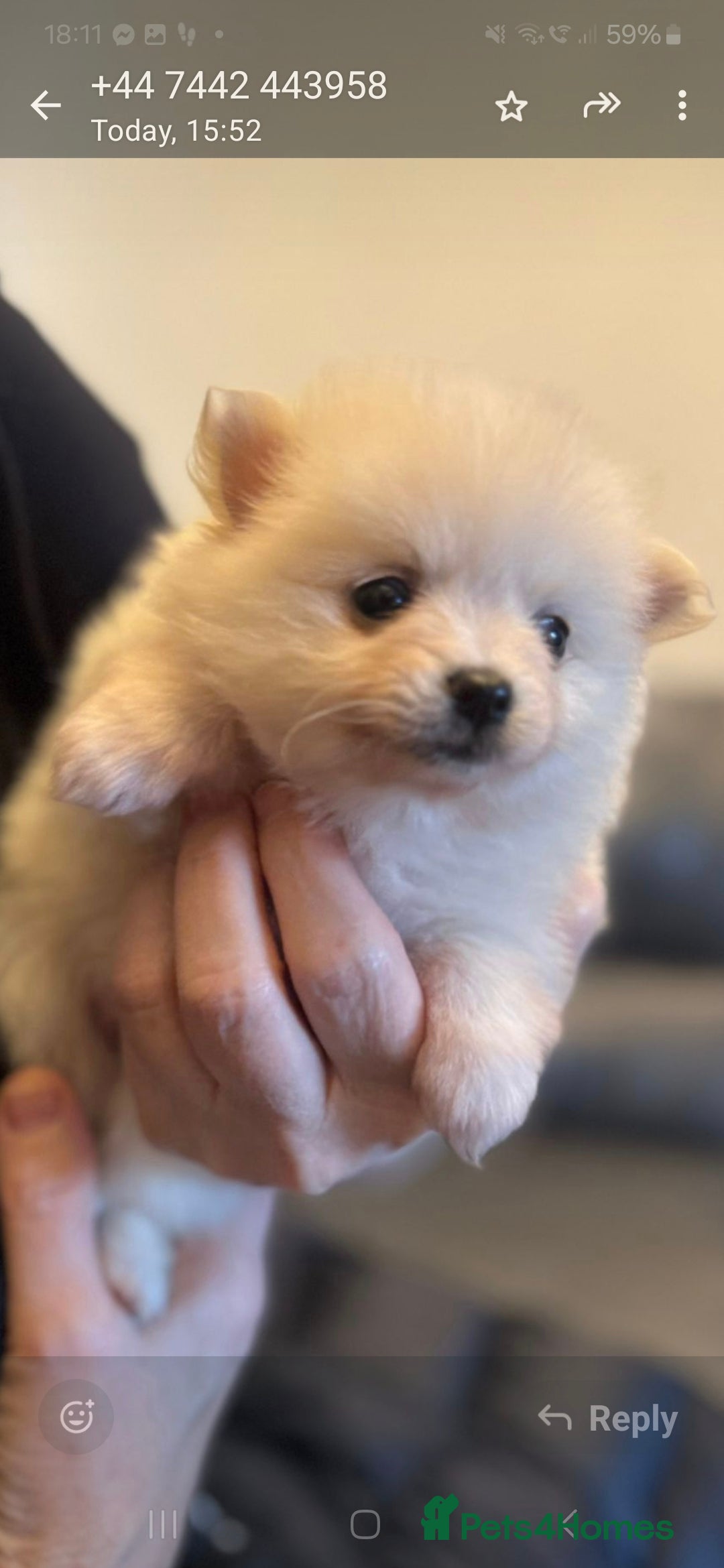 Pomchi dogs Beautiful pomchi pups - Advert 5