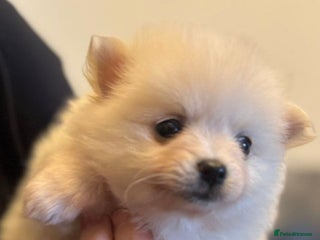 Pomchi dogs Beautiful pomchi pups - Advert 3