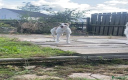 Mixed Breed dogs for sale: Beautiful girl for new home  - Image 1